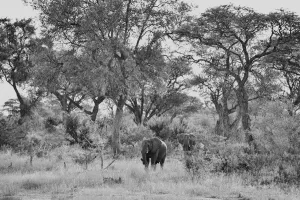 Namibia