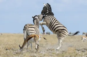 Namibia