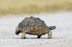 Stampa con cornice : Tortoise. Tartaruga africana a spinta (Geochelone sulcata)
