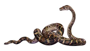 Rappresentazione 3D di un pitone birmano o Python bivittatus, uno dei serpenti più grandi del mondo.
