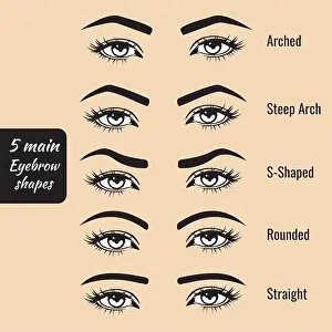 5 tipi di forma degli sopraccigli base vettoriale illustrazione. Moda sopracciglio femminile