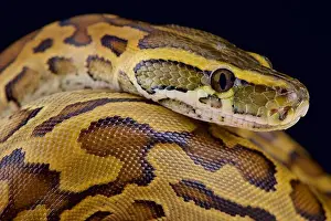 Stampa con cornice : L'African rock python (Python sebae) è la più grande specie di serpente dell'Africa.