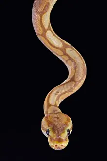 Pitone reale (Python regius)