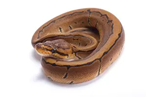 Stampa con cornice : Ball python, Python regius, pinstripe