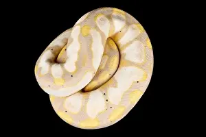La serpente ball (Python regius) è una delle specie di serpenti più popolari come animali domestici nel mondo.