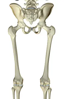 Ossa dellestremità inferiore Ossa del bacino e estremità inferiore viste posteriormente