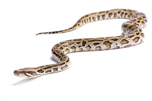 Pitone del Siam, Python bivittatus