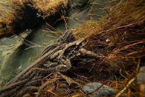 Una vista affascinante di Bufo bufo.