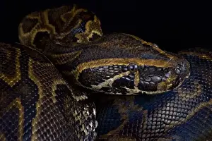 Pitone di terra centrafricano (Python sebae)
