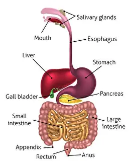 Sistema digerente umano, tratto digerente o canale alimentare comprensivo di etichette con ortografia statunitense.