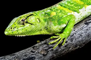 Lizardo scimmia (Polychrus marmoratus)