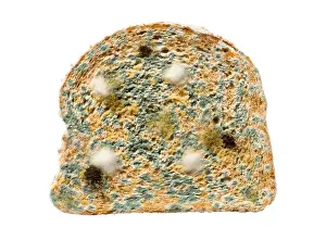 Stampa con cornice : Fetta di pane marcio.
