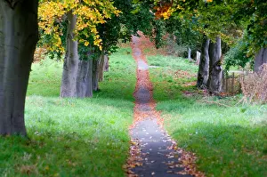 Sentiero tra gli alberi