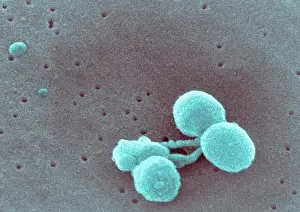 Micrografia a scansione elettronica di Streptococcus pneumoniae.