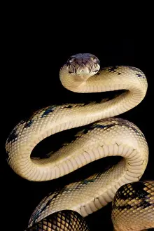 Serpente a scopa / Morelia amethistina