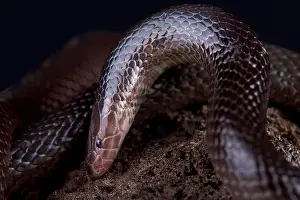 La vipera asp che si cava con irregolarità (Atractaspis irregularis)
