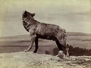 European Wolves Stampe: Wolf