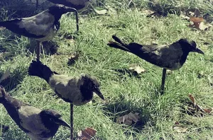 Vintage Animal Photographs Stampe: Birds
