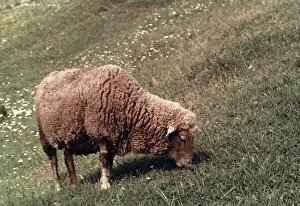 Countryside Landscape Photography Stampe: Sheep