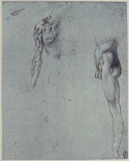 Royal Library Of Windsor Collection Stampe: Anatomical study
