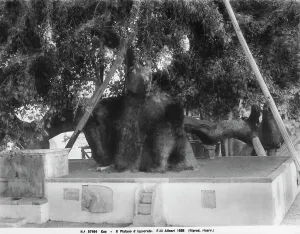 Greece Historical Landmarks Stampe: The ancient plane tree in Hippocrates Square