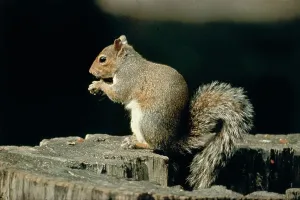Tree Dwelling Mammals Stampe: A squirrel on a tree trunk