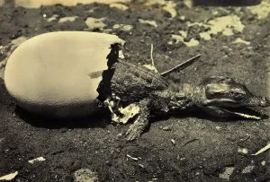 Vertebrate Animals Stampe: A tiny crocodile emerges from its shell