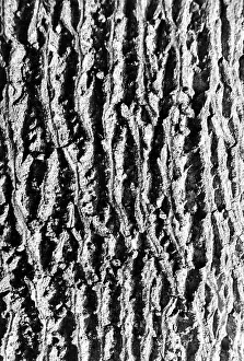 Tropical Tree Species Stampe: Bark of tree