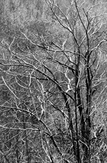 Tree Branches Stampe: Branches