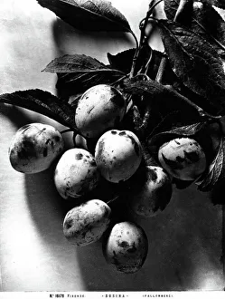 Plum Fruit Stampe: Bunch of plums