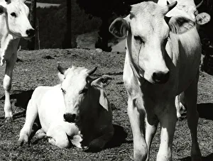 Animal Husbandry Images Stampe: Calves