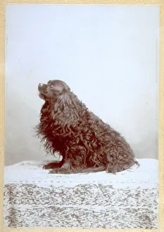 Terrestrial Mammals Stampe: Cocker spaniel seen in profile