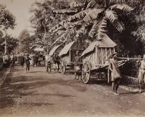 Vegetable Kingdom Elements Stampe: Conveyors of the island of Java