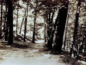 Naples Landscape Photography Stampe: Corner of a woods with a path