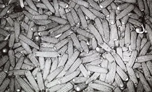 Maize Plant Stampe: Ears of corn