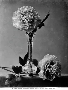 Vegetable Kingdom Elements Stampe: Example of a peony in a vase