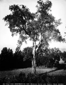 Quercus Suber Stampe: Example of Quercus Suber (Cork Tree), Montauroux, Departement of Var, France