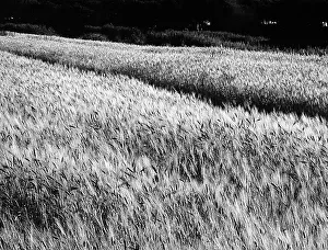 Agricultural Product Photography Stampe: Extent of wheat