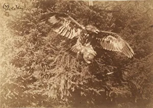 Birds Perched On Trees Stampe: Falcon