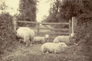 Farming Landscape Photography Stampe: A flock of sheep on a path