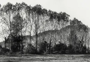 Stampa con cornice : Bosco a Barbata Photographic Print