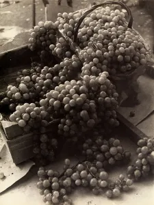 Agricultural Product Images Stampe: Grapes