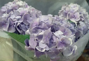 Hortensia Plant Stampe: Hydrangeas