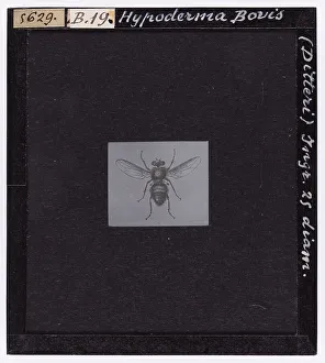Stampa di Hypoderma Bovis (Ditteri)