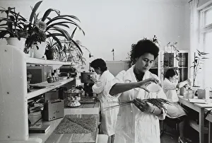 Female Lab Technician Stampe: Laboratory experiments