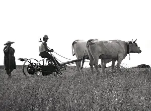 Italian Rural Landscape Photography Stampe: Life in the fields