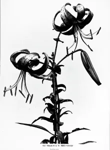 Vegetable Kingdom Elements Stampe: Lily stem