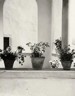 Balcony Flower Arrangement Stampe: The loge