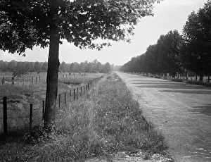 Urban Architecture Photos Stampe: A long, tree-lined road
