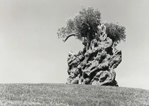 Old Olive Tree Stampe: old olive tree